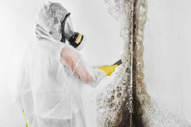 Best White Mold Remediation in Kingfisher, OK