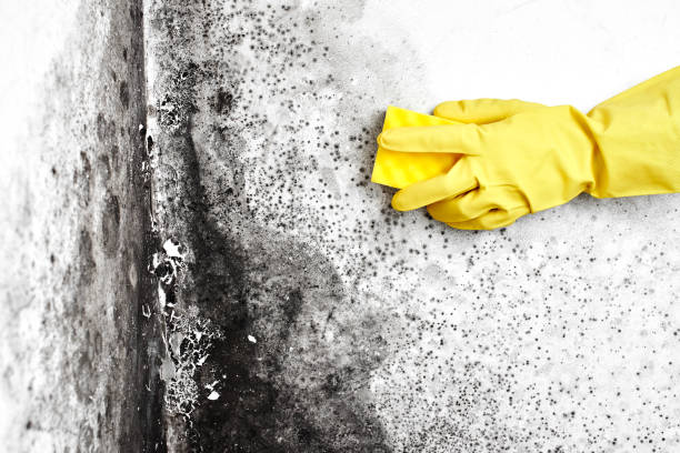 Best Bathroom Mold Remediation in Kingfisher, OK