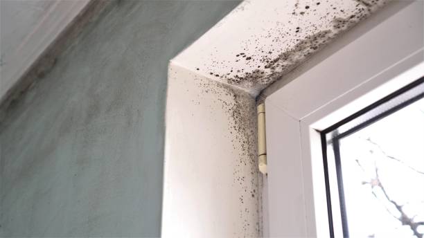 Kingfisher, OK Mold Remediation Company