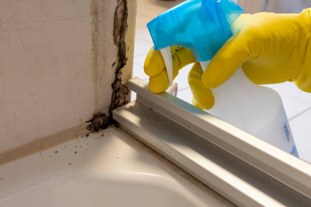 Best Mold Testing and Inspection Services in Kingfisher, OK