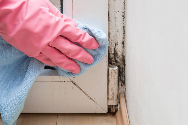 Best Commercial Mold Remediation in Kingfisher, OK