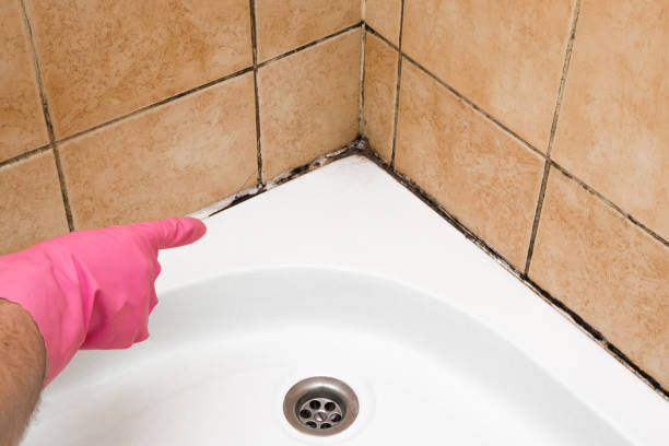 Best Basement Mold Remediation in Kingfisher, OK